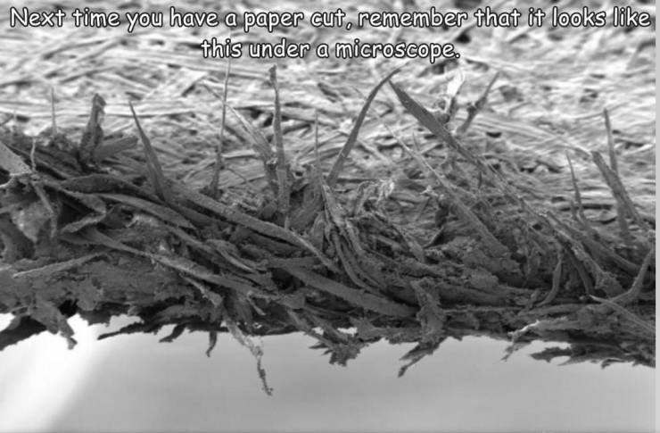 paper edge under microscope - Next time you have a paper cut, remember that it looks this under a microscope.