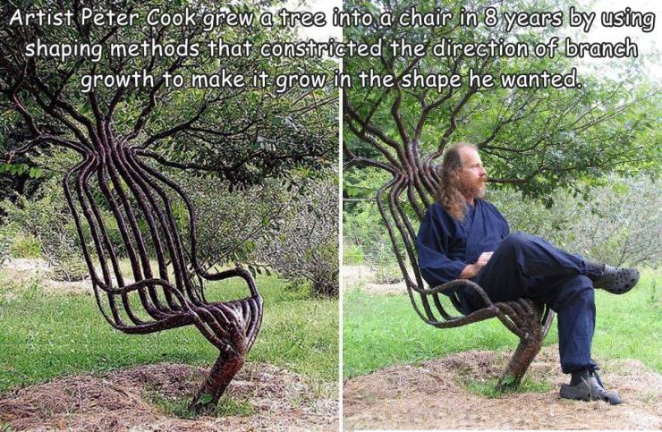 peter cook tree chair - Artist Peter Cook grew a tree into a chair in 8 years by using shaping methods that constricted the direction of branch growth to make it grow in the shape he wanted.