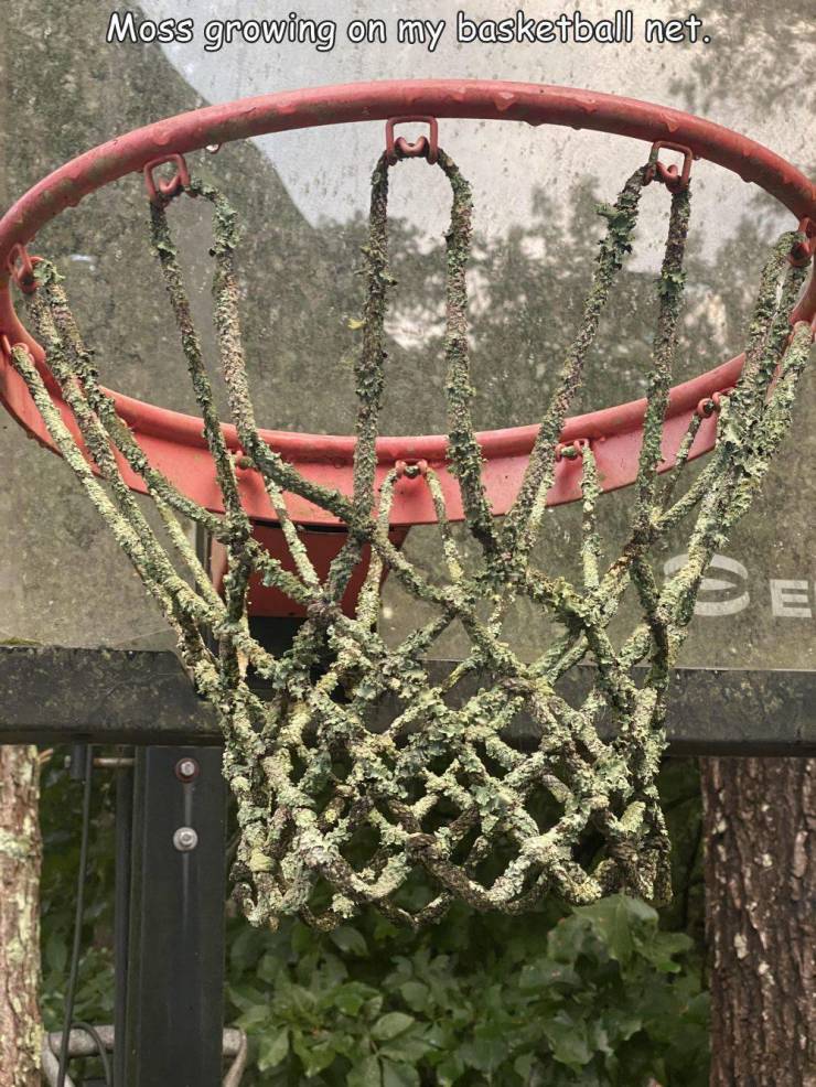 iron - Moss growing on my basketball net.