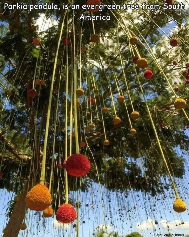 tree - Parkia pendula, is an evergreen tree from South America Foto Valdir Hobus