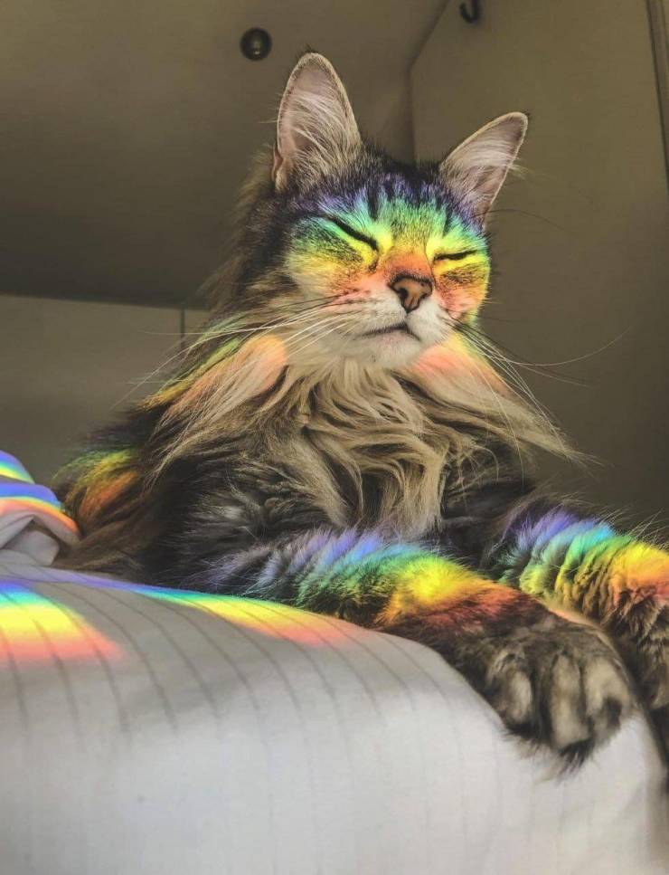 aesthetic rainbow cat
