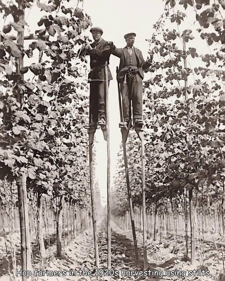 hop picking stilts - Hop farmers in the 1920s harvesting using stilts