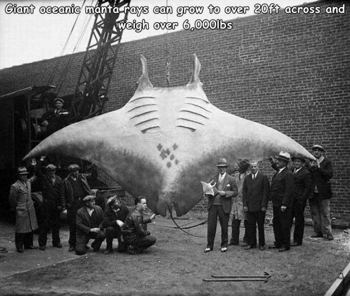biggest manta - Giant oceanic manta rays can grow to over 20ft across and weigh over 6,000lbs