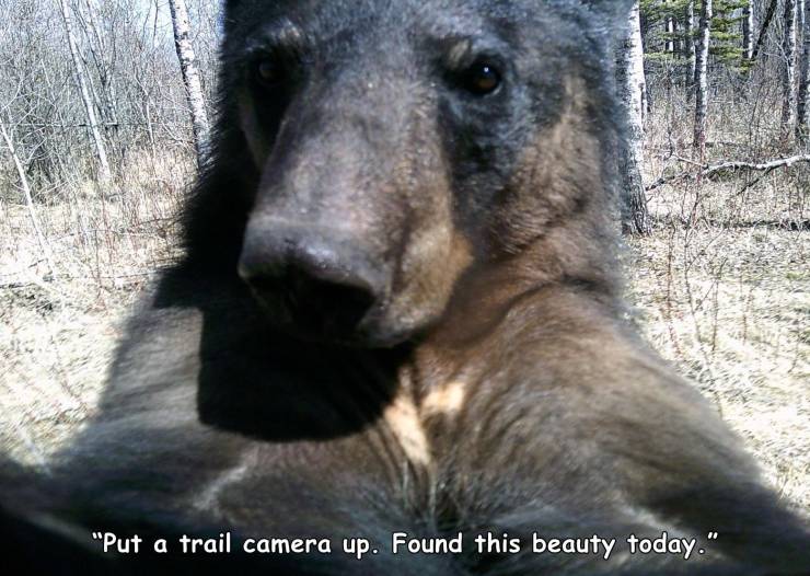 grizzly bear - "Put a trail camera up. Found this beauty today."