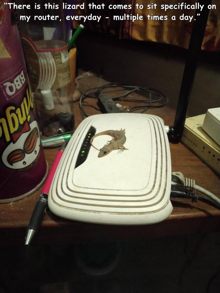 "There is this lizard that comes to sit specifically on my router, everyday multiple times a day." , buvo