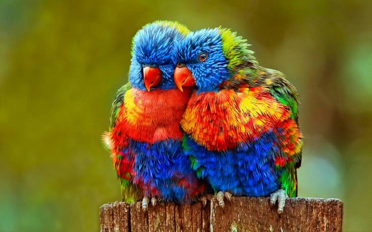 bird rainbow lorikeet
