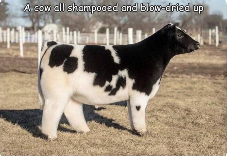 beast mode cow - A cow all shampooed and blowdried up 110
