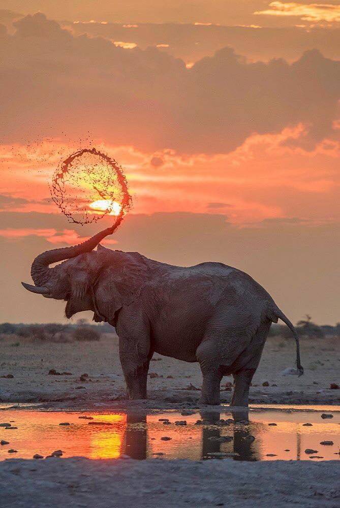 amazing elephant