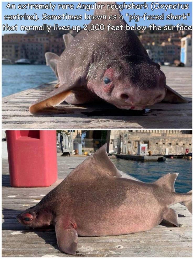 An extremely rare Angular roughshark Oxynotus centrina. Sometimes known as a "pigfaced shark" that normally lives up 2,300 feet below the surface