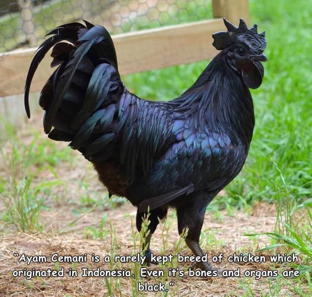 black hen - Ayam Cemani is a rarely kept breed of chicken which originated in Indonesia. Even it's bones and organs are black.
