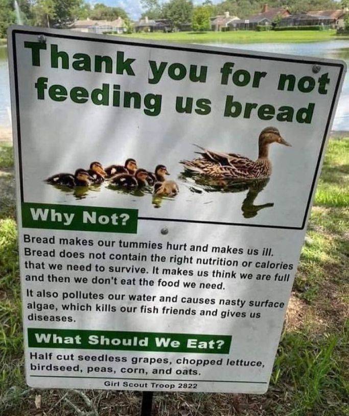 don t feed ducks bread - Thank you for not feeding us bread Why Not? Bread makes our tummies hurt and makes us ill. Bread does not contain the right nutrition or calories that we need to survive. It makes us think we are full and then we don't eat the foo