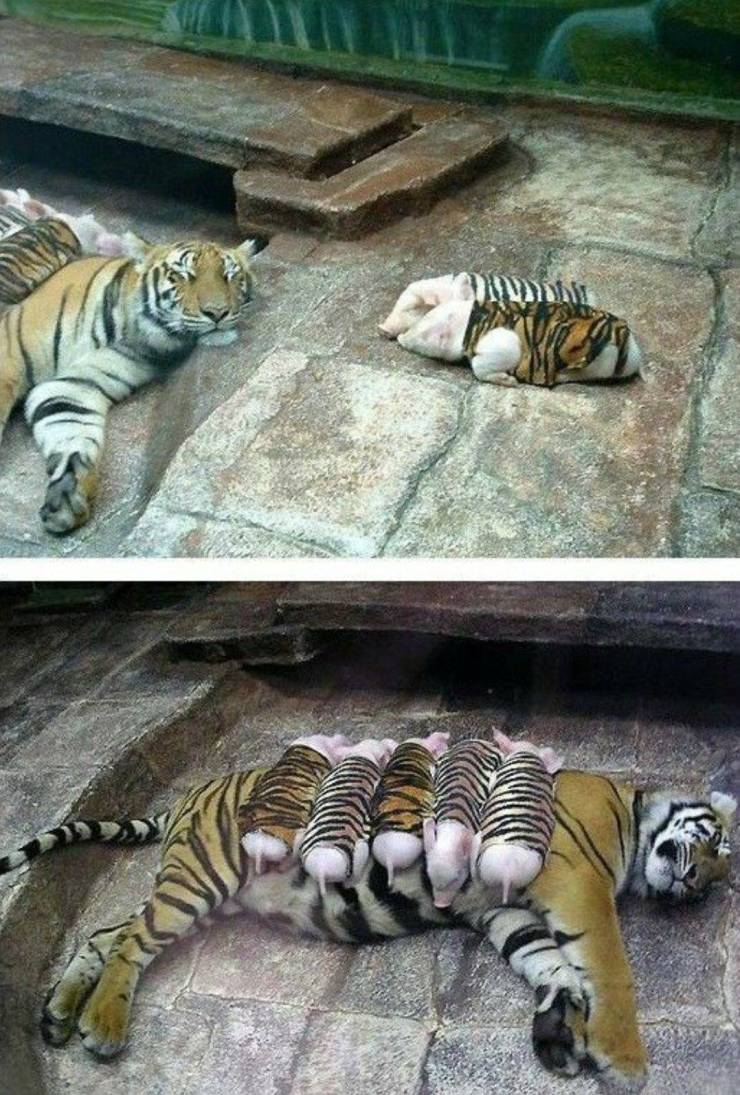 tiger with piglet babies