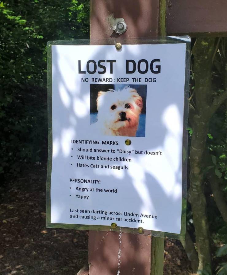 pet - Lost Dog No Reward Keep The Dog . Identifying Marks Should answer to "Daisy" but doesn't Will bite blonde children Hates Cats and seagulls Personality Angry at the world Yappy Last seen darting across Linden Avenue and causing a minor car accident.