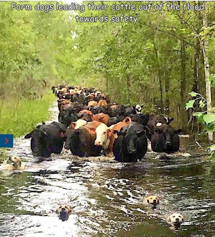 funny photos and memes - farm dogs leading their cattle out - Form dogs leading their cattle out of the flood towards safety.