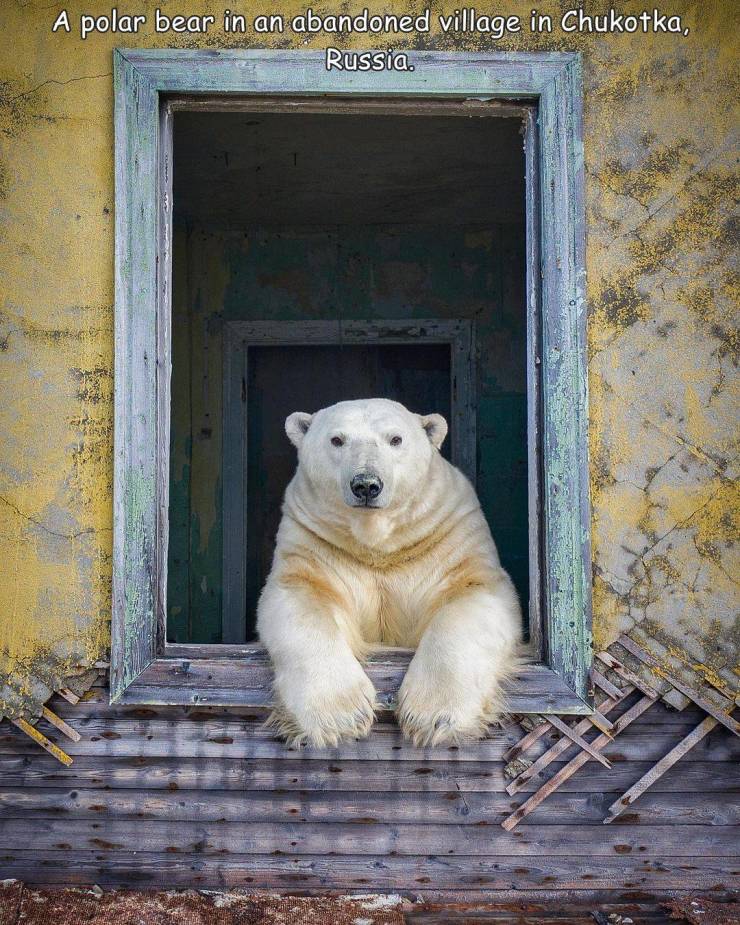 funny photos and memes - polar bear - A polar bear in an abandoned village in Chukotka, Russia.