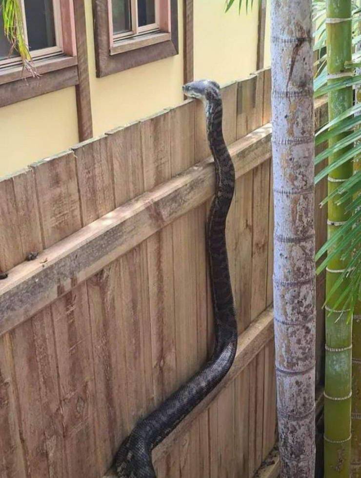 carpet python fence