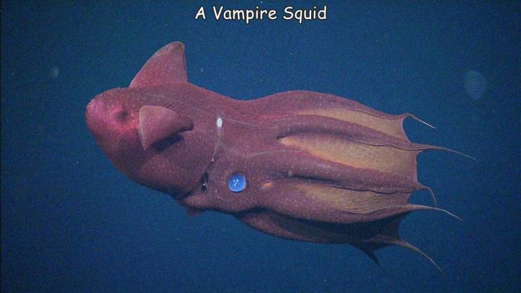 funny randoms - vampire squid - A Vampire Squid