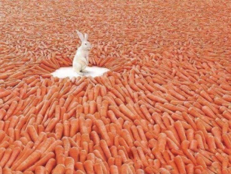 funny randoms - bunny in a field of carrots