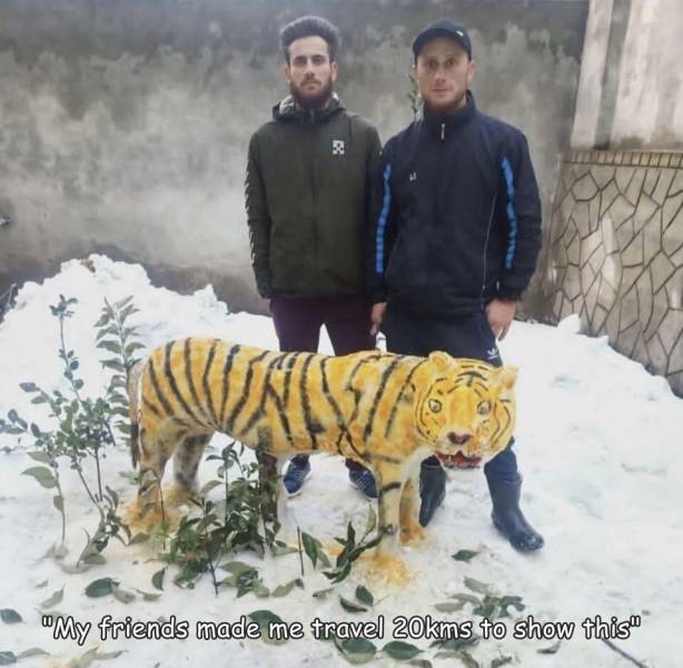 funny randoms - tiger - "My friends made me travel 20kms to show this.no