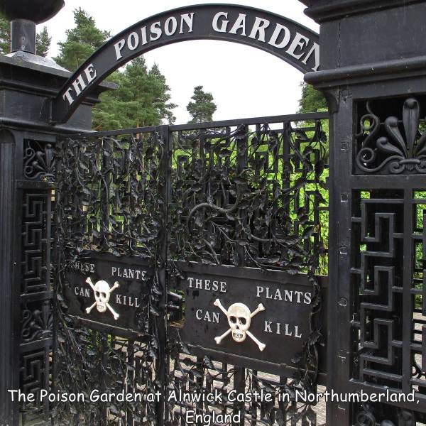 funny photos - deadly plant garden uk - Garden Poison The 15. Hese Plante These Can Plants Kill Can Kill The Poison Garden at Alnwick Castle in Northumberland, England