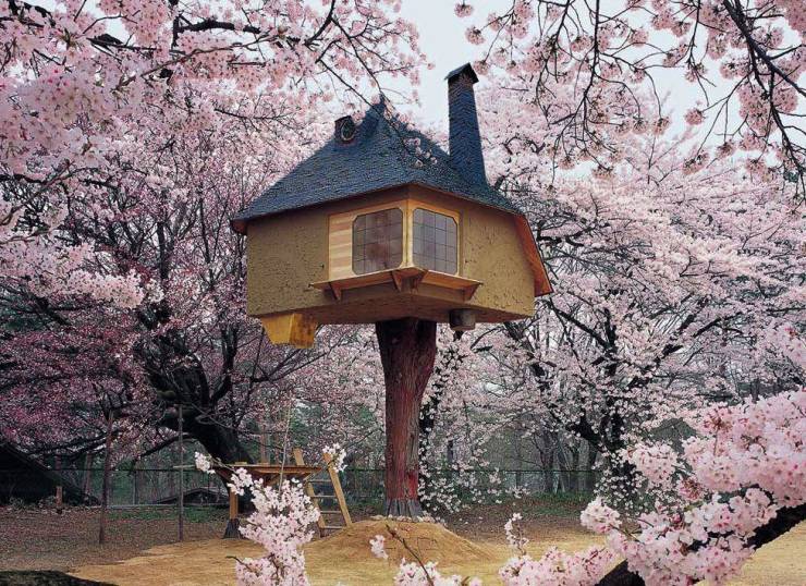 funny photos - tree house japan