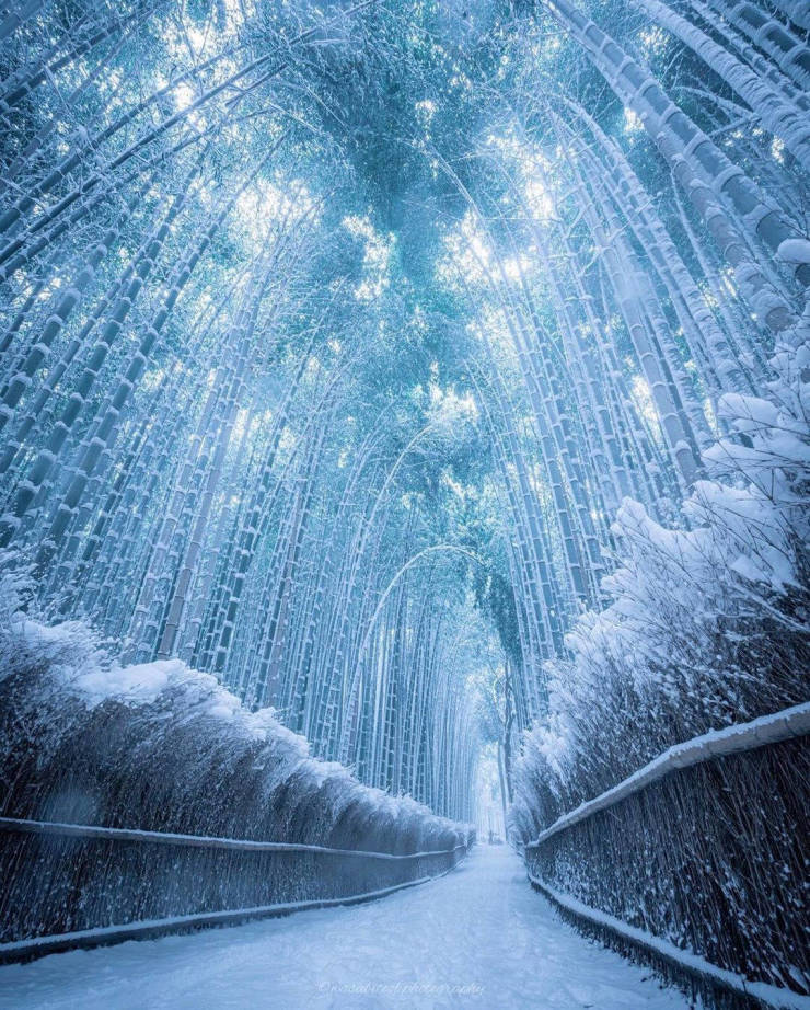 funny photos - frozen bamboo forest