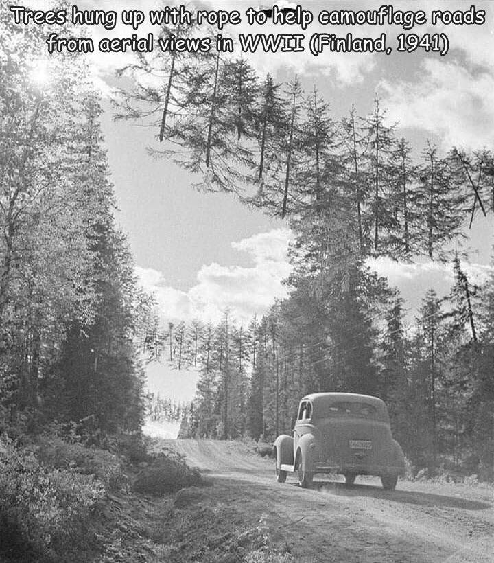 funny photos - camouflaged road in finland during ww2 - Trees hung up with rope to help camouflage roads from aerial views in Wwii Finland, 1941