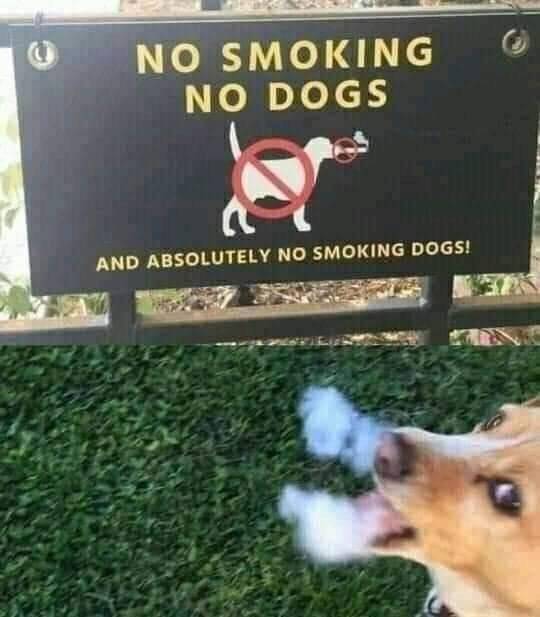 funny photos - no smoking no dogs and absolutely no smoking dogs - No Smoking No Dogs And Absolutely No Smoking Dogs!