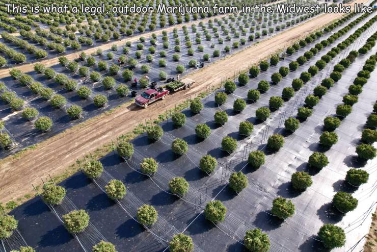 fascinating photos - fun randoms - suburb - This is what a legal, outdoor Marijuana farm in the Midwest looks