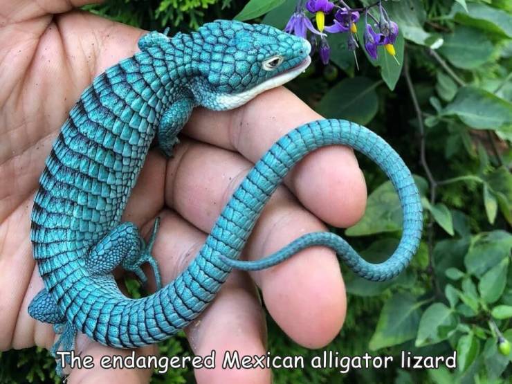 fascinating photos - fun randoms - arboreal alligator lizard - The endangered Mexican alligator lizard
