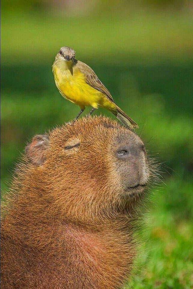 fascinating photos - fun randoms - capybara with bird on head