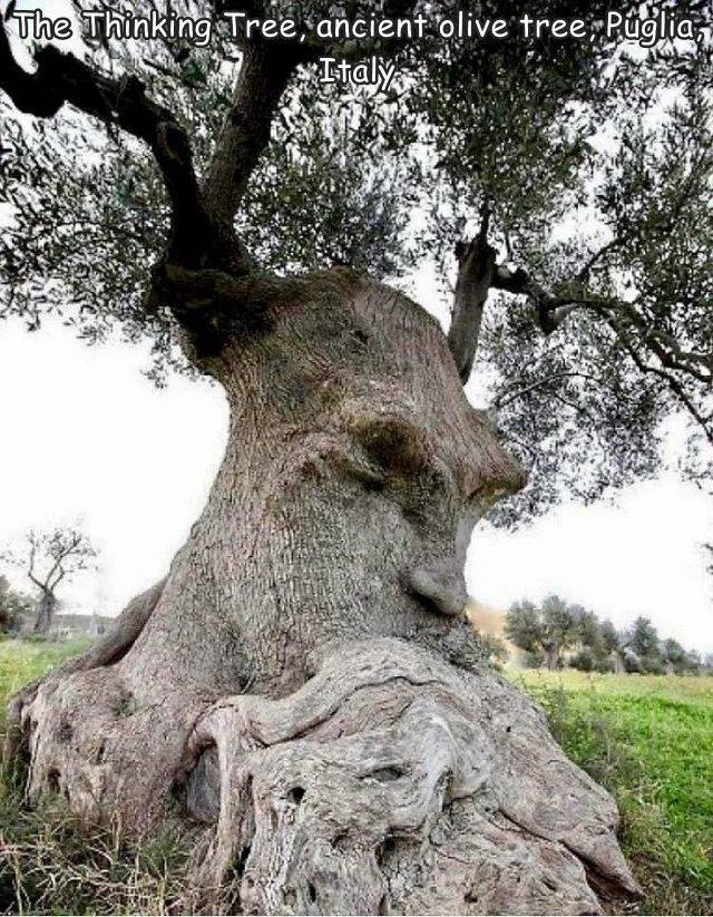 kentpark - The Thinking Tree, ancient olive tree, Puglia, Italy