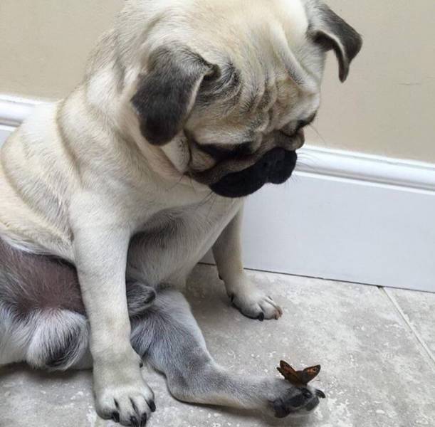 pug with butterfly on foot