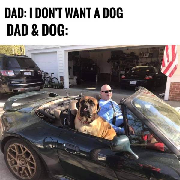 sports car - Dad I Don'T Want A Dog Dad & Dog