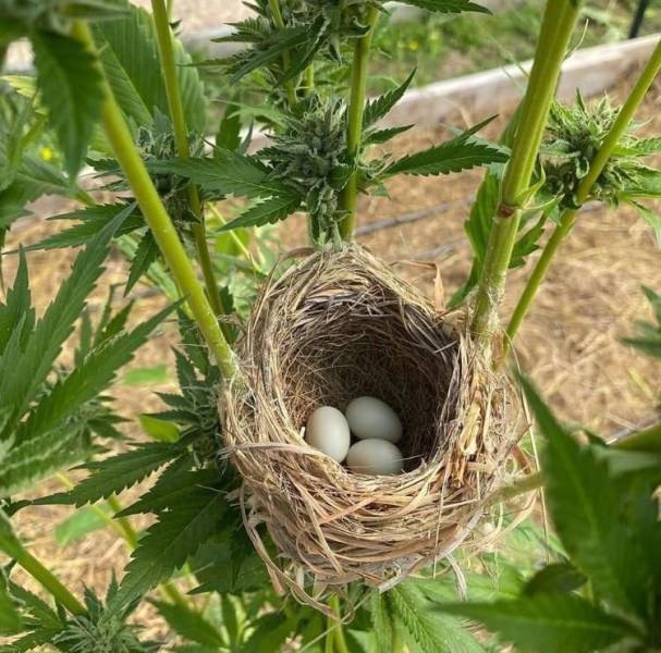 birds nest in weed plant