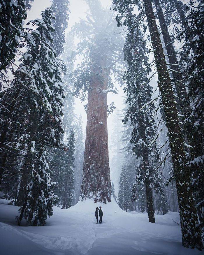 sequoia in winter