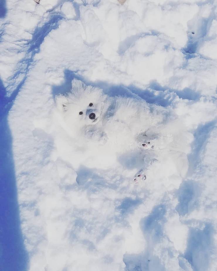 funny photos - snow camouflage animals