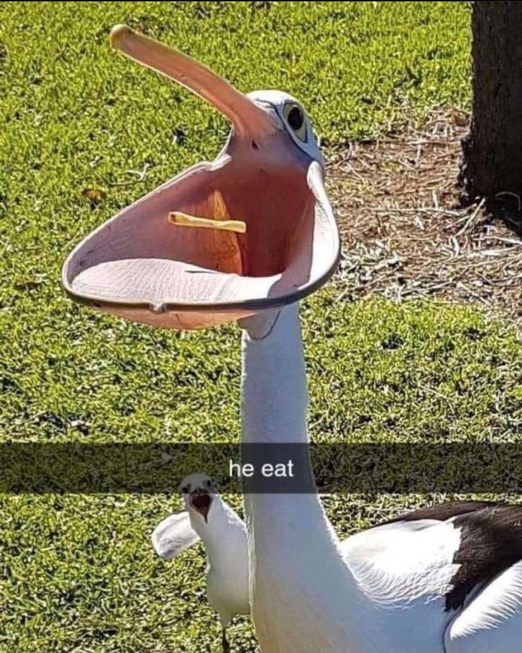 funny photos - he eat pelican meme - he eat