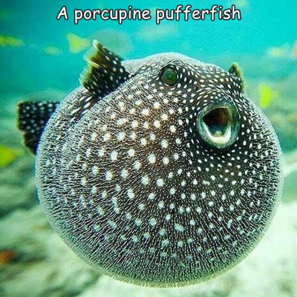 fresh randoms - puffer fish - savo 22 A porcupine pufferfish Se 12. Sas 130 Luxo Mason