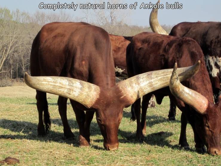fun randomsgiant horn bull - Completely natural horns of Ankole bulls