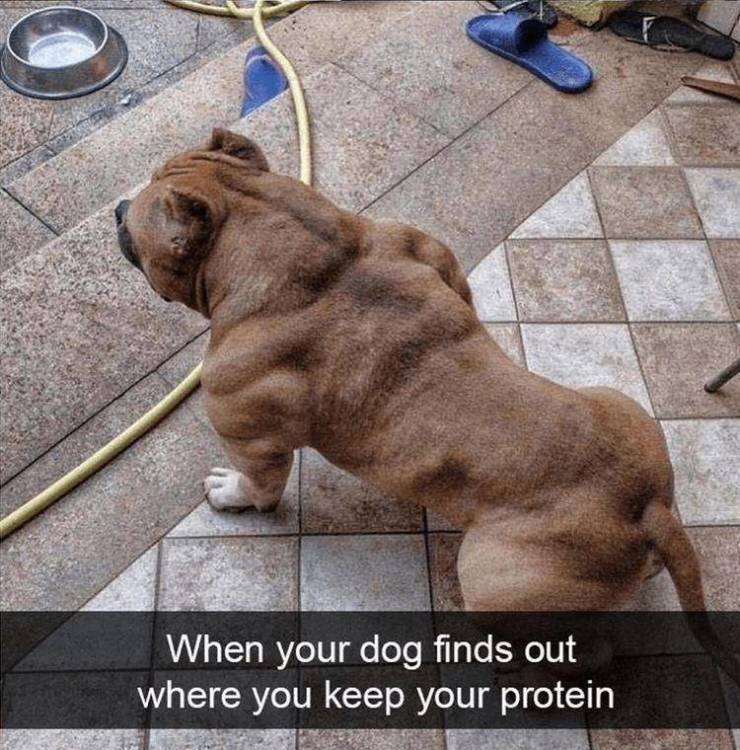 fun randomsbuff dog - When your dog finds out where you keep your protein