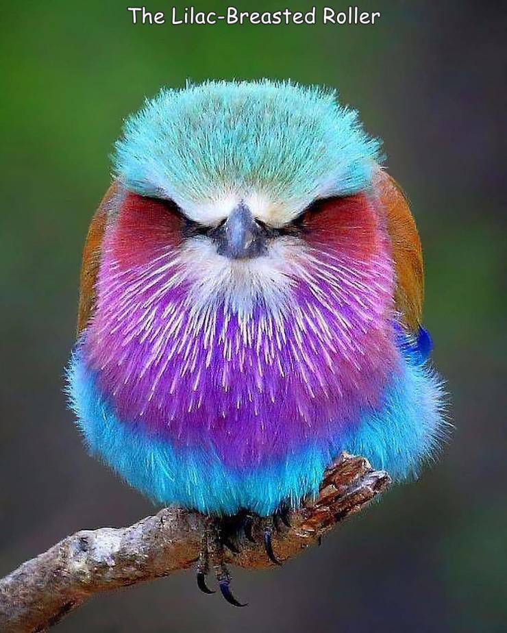 fun randomscute lilac breasted roller - The LilacBreasted Roller