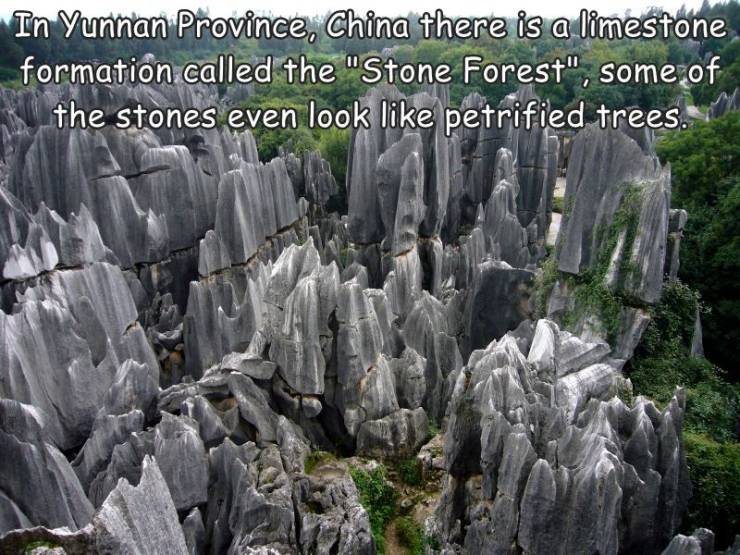 shilin railway station - In Yunnan Province, China there is a limestone formation called the "Stone Forest", some of the stones even look petrified trees.