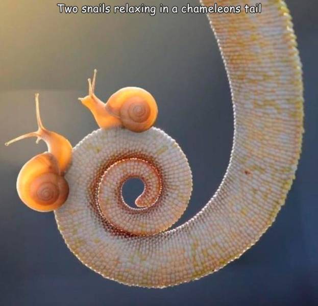 two little snails on a chameleon's tail - Two snails relaxing in a chameleons tail