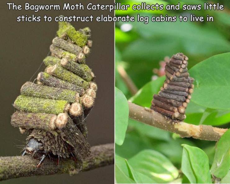 bagworm moth caterpillar - The Bagworm Moth Caterpillar collects and saws little sticks to construct elaborate log cabins to live in