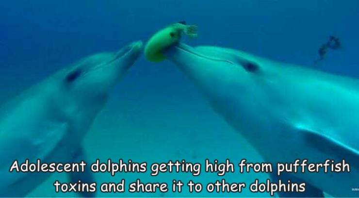 dolphins and pufferfish - Adolescent dolphins getting high from pufferfish toxins and it to other dolphins Sum