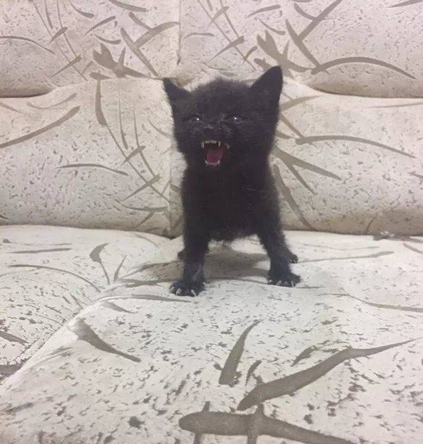 kitty angry