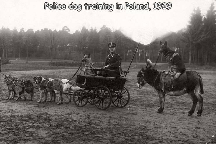 fun killer pics - horse and buggy - Police dog training in Poland, 1929 907