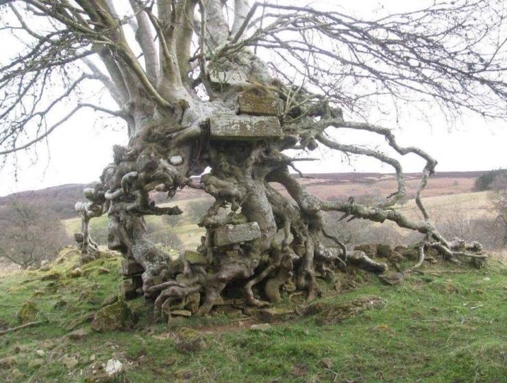 fun killer pics - trees growing out of trees