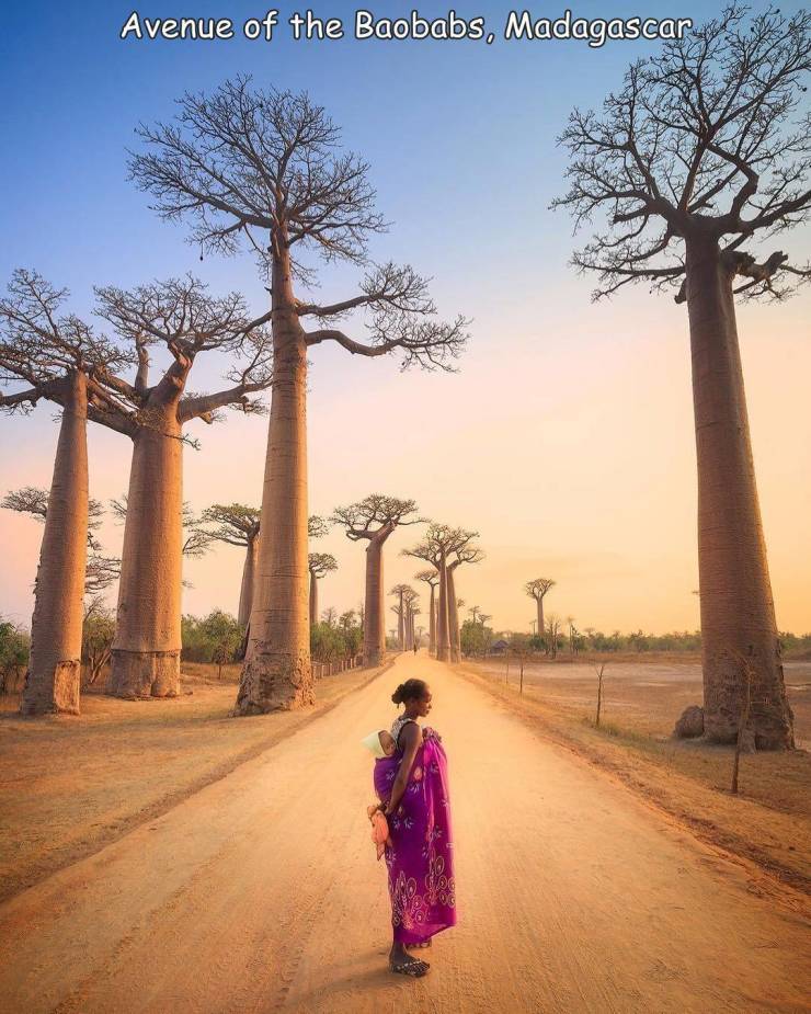 fun killer pics - avenue of the baobabs - Avenue of the Baobabs, Madagascar